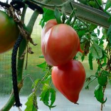 Томат Мазарини (Бычье сердце малиновый) 0,03 г Любовь Мязина