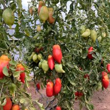 Томат Минусинские стаканы 0,02 г Любовь Мязина