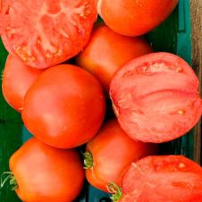 Томат Минусинский Бочковой 0,02 г Любовь Мязина