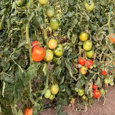 Томат Минусинский Бочковой 0,02 г Любовь Мязина