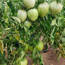 Томат Минусинский Домашний 0,02 г Любовь Мязина