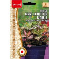 Колеус Giant Exhibition Marble 3 шт Редкие семена