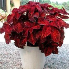 Колеус Wizard Velvet Red F1 5 шт Редкие семена
