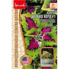 Колеус Wizard Rose F1 5 шт Редкие семена
