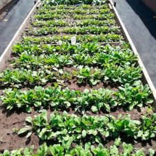 Шпинат Матадор 1,5 г Уральский Дачник