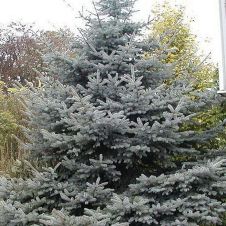 Ель колючая Erich Frahm (Эрих Фрам) 120-140 см