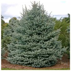 Ель колючая Fat Albert (Фэт Альберт) 175-200 см RB