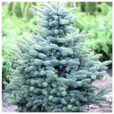 Ель колючая Глаука (Glauca) 200-225 см ком+сетка