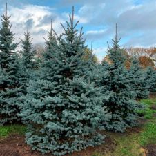 Ель колючая Глаука (Glauca) 200-225 см ком+сетка