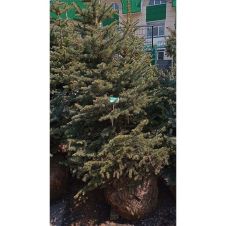 Ель колючая Глаука (Glauca) 200-225 см ком+сетка