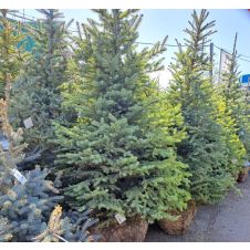 Ель колючая Глаука (Glauca) 200-225 см ком+сетка