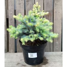 Ель колючая Глаука Глобоза (Glauca globosa) C10 30-40 см
