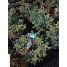Ель колючая Глаука Глобоза (Glauca globosa) C10 30-40 см