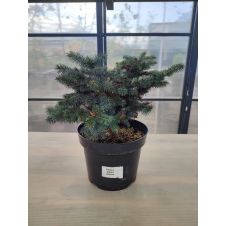 Ель колючая Глаука Глобоза (Glauca globosa) C10 30-40 см
