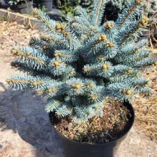 Ель колючая Глаука Глобоза (Glauca globosa) C10 30-40 см