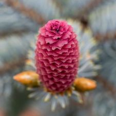 Ель колючая Hoopsii (Хупси) 140-160 см