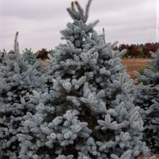 Ель колючая Hoopsii (Хупси) 140-160 см