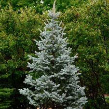 Ель колючая Koster (Костер) 140-160 см