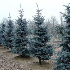 Ель колючая Koster (Костер) 140-160 см