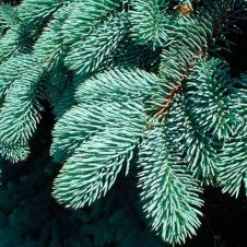 Ель колючая Koster (Костер) 140-160 см