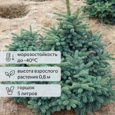 Ель колючая Waldbrunn (Вальдбрун) C5 30-40 см