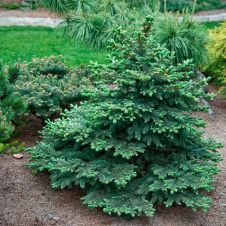 Ель колючая Waldbrunn (Вальдбрун) C5 30-40 см