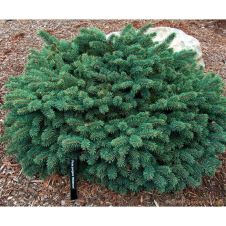 Ель колючая Waldbrunn (Вальдбрун) C5 30-40 см