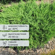 Можжевельник Andorra Compact (Андорра компакт) С5 20-40 см