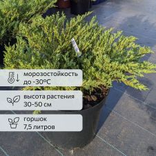 Можжевельник Andorra Compact (Андорра компакт) С7,5 30-50 см