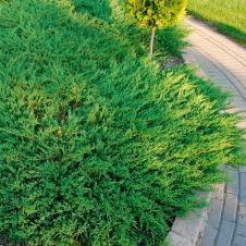 Можжевельник Andorra Compact (Андорра компакт) С7,5 30-50 см