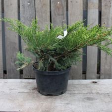 Можжевельник пфитцера Mint Julep (Минт Джулеп) С4 40-60 см