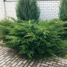 Можжевельник пфитцера Mint Julep (Минт Джулеп) С7,5 40-60 см