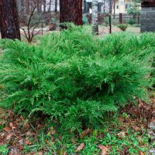 Можжевельник пфитцера Mint Julep (Минт Джулеп) С7,5 40-60 см