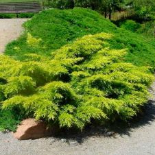 Можжевельник Пфицериана Old Gold (Олд голд) С7,5 30-50 см