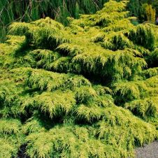 Можжевельник Пфицериана Old Gold (Олд голд) С7,5 30-50 см