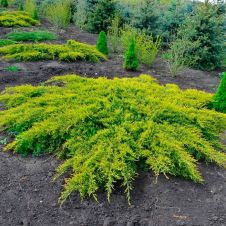 Можжевельник Пфицериана Old Gold (Олд голд) С7,5 30-50 см