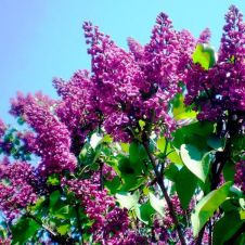 Сирень обыкновенная День Победы С10 30-40 см