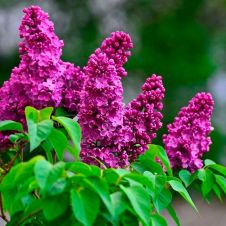 Сирень обыкновенная День Победы С10 30-40 см