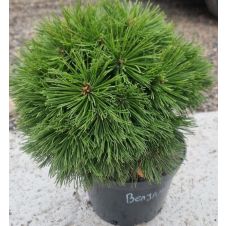 Сосна горная Benjamin (Бенджамин) С10 20-30 см