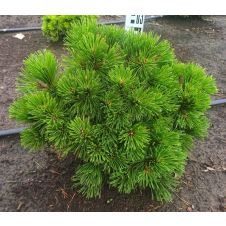 Сосна горная Benjamin (Бенджамин) С10 20-30 см