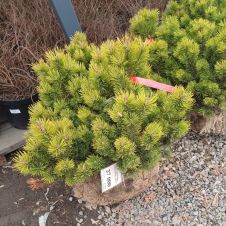Сосна горная Ophir (Офир) 60-80 см КОМ