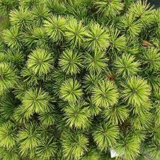 Сосна горная Ophir (Офир) 60-80 см КОМ