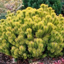 Сосна горная Ophir (Офир) 60-80 см КОМ