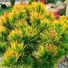 Сосна горная Ophir (Офир) 60-80 см КОМ