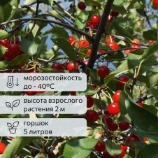 Саженец Вишня Щедрая С5