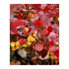 Барбарис Тунберга Atropurpurea (Атропурпурея) Nana C1,5