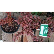 Барбарис Тунберга Atropurpurea (Атропурпурея) Nana C1,5