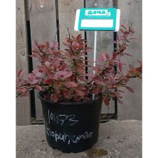 Барбарис Тунберга Atropurpurea (Атропурпурея) Nana C1,5