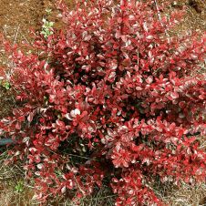 Барбарис Тунберга Carmen (Кармен) Р9