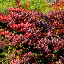 Барбарис Тунберга Carmen (Кармен) Р9